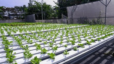 A hydroponic farm with rows of leafy greens growing under protective netting